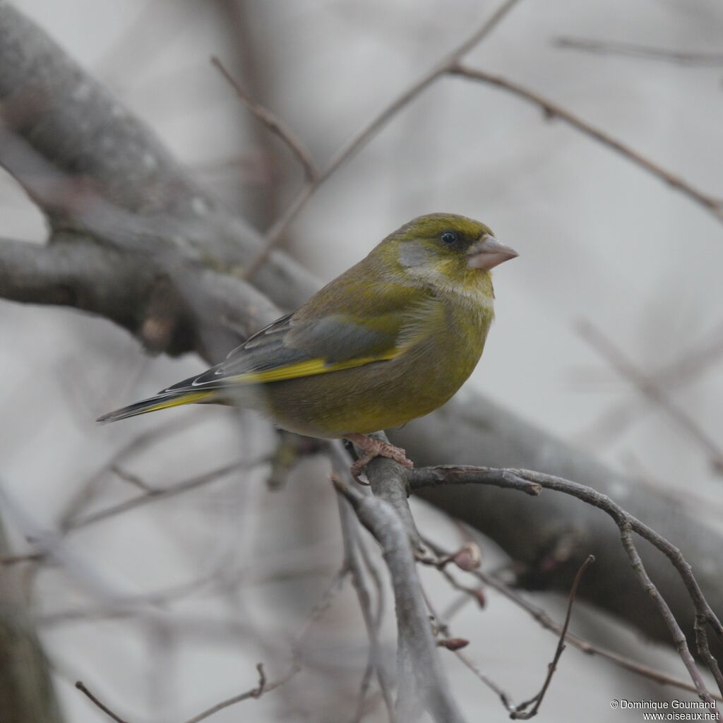 European Greenfinch male adult post breeding