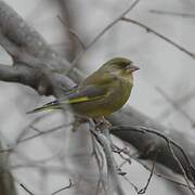 European Greenfinch