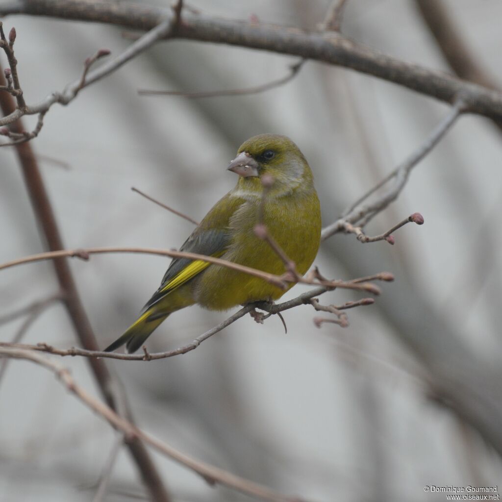 European Greenfinch male adult post breeding