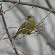 European Greenfinch