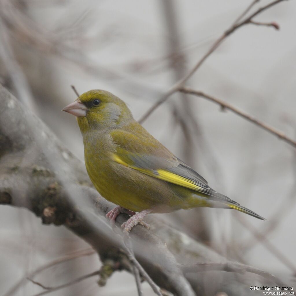 European Greenfinch male adult