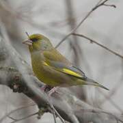 European Greenfinch