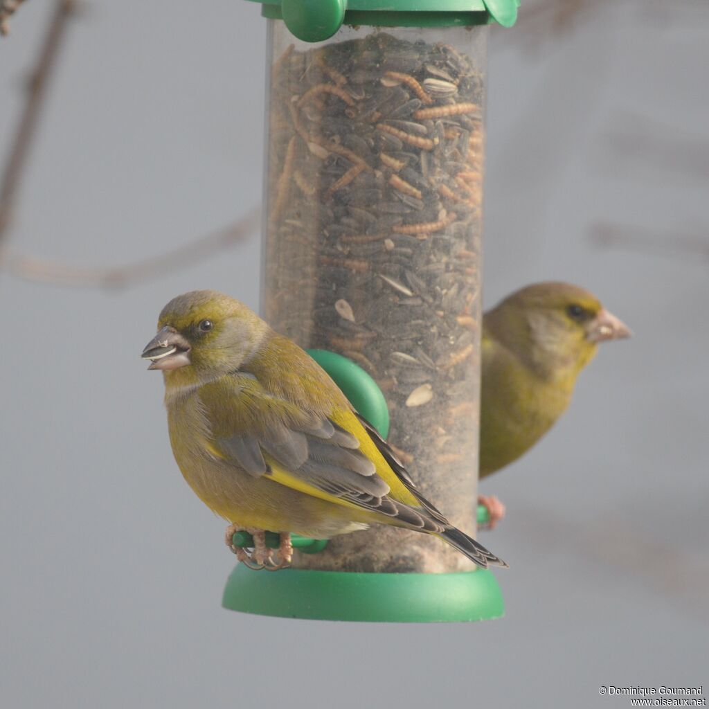 European Greenfinch female adult