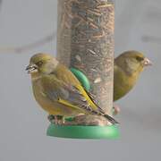 European Greenfinch