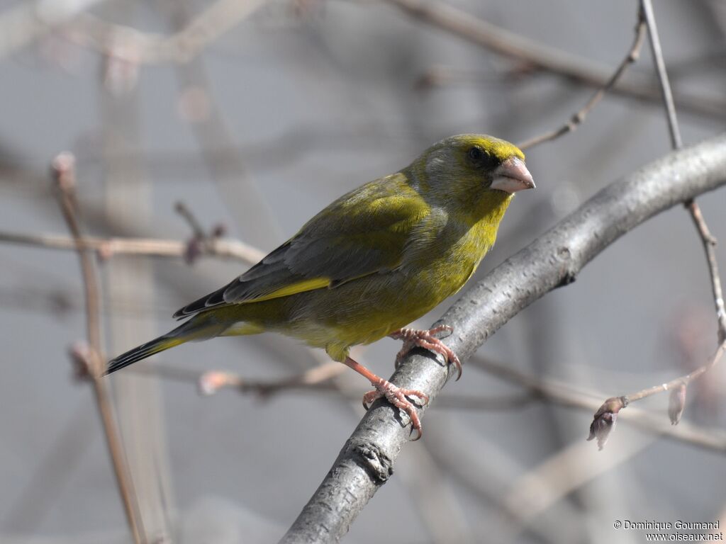 European Greenfinch male adult breeding