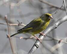 European Greenfinch