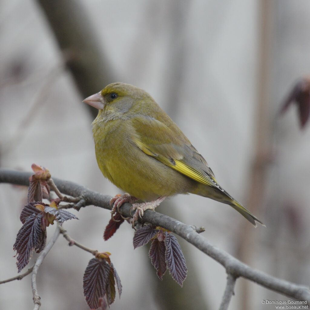 European Greenfinch male adult