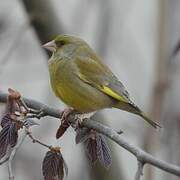 European Greenfinch