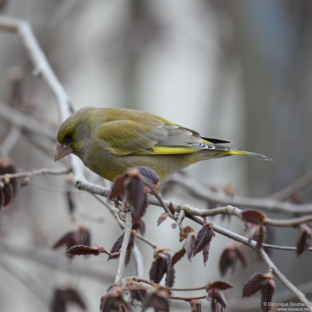 European Greenfinch male adult