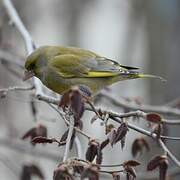 European Greenfinch