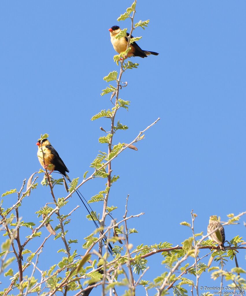 Shaft-tailed Whydah