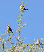 Shaft-tailed Whydah