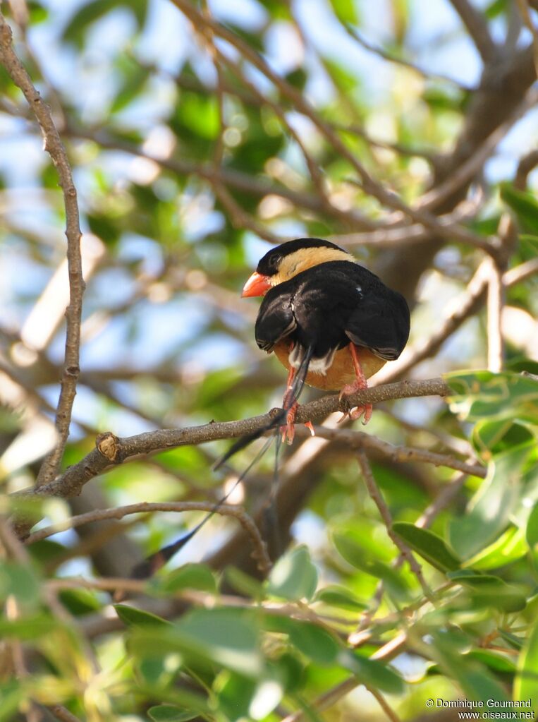 Shaft-tailed Whydah male