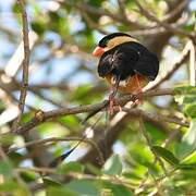 Shaft-tailed Whydah