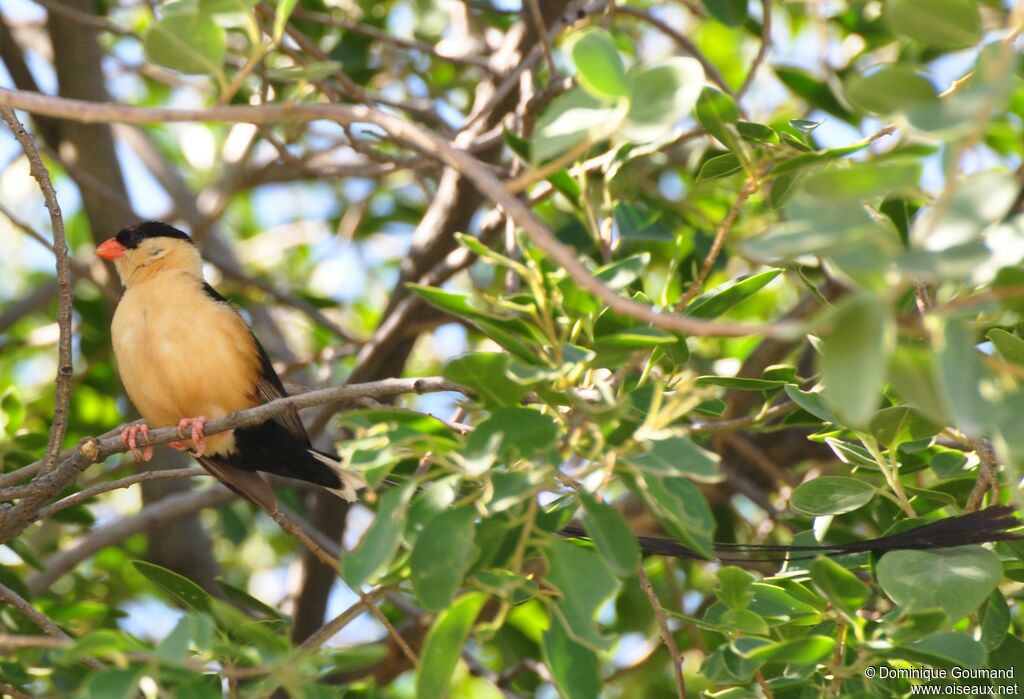 Shaft-tailed Whydah male