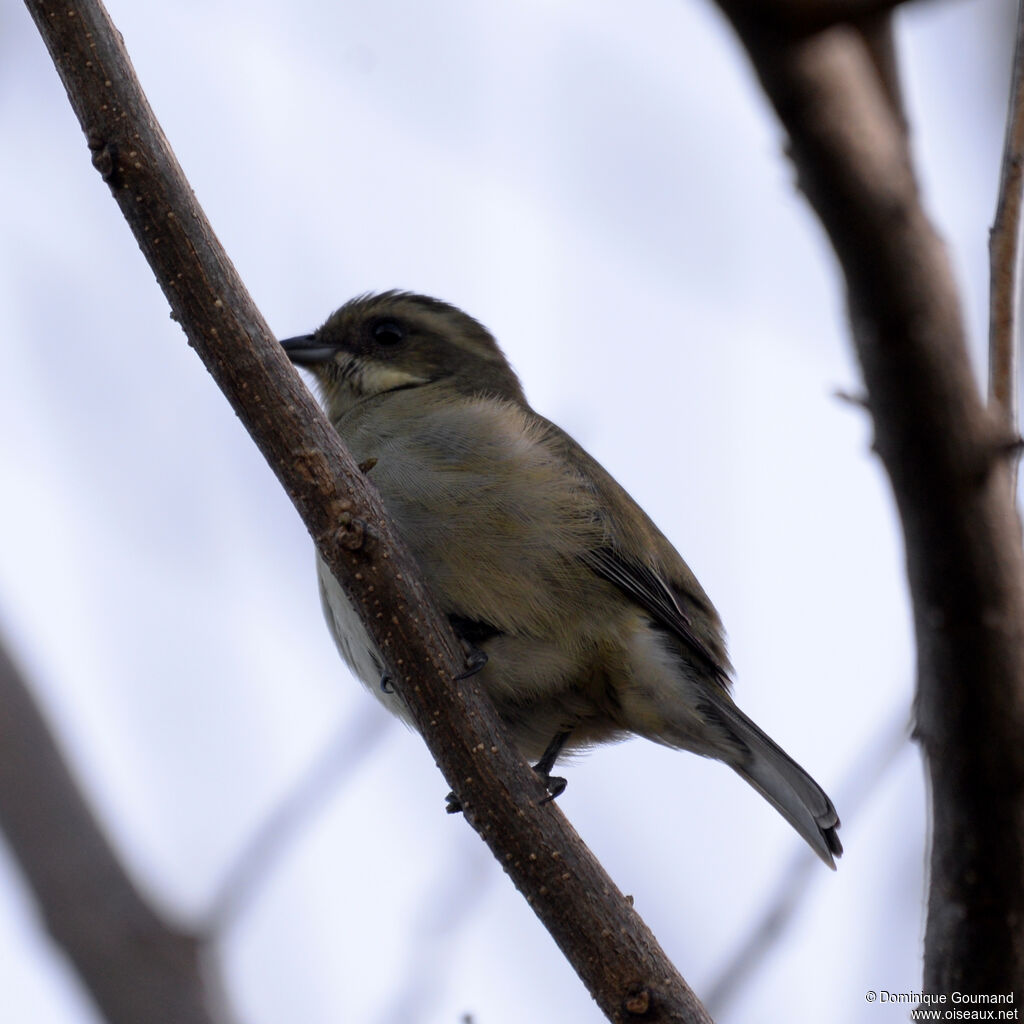Zéna à tête rayée femelle, adulte, identification