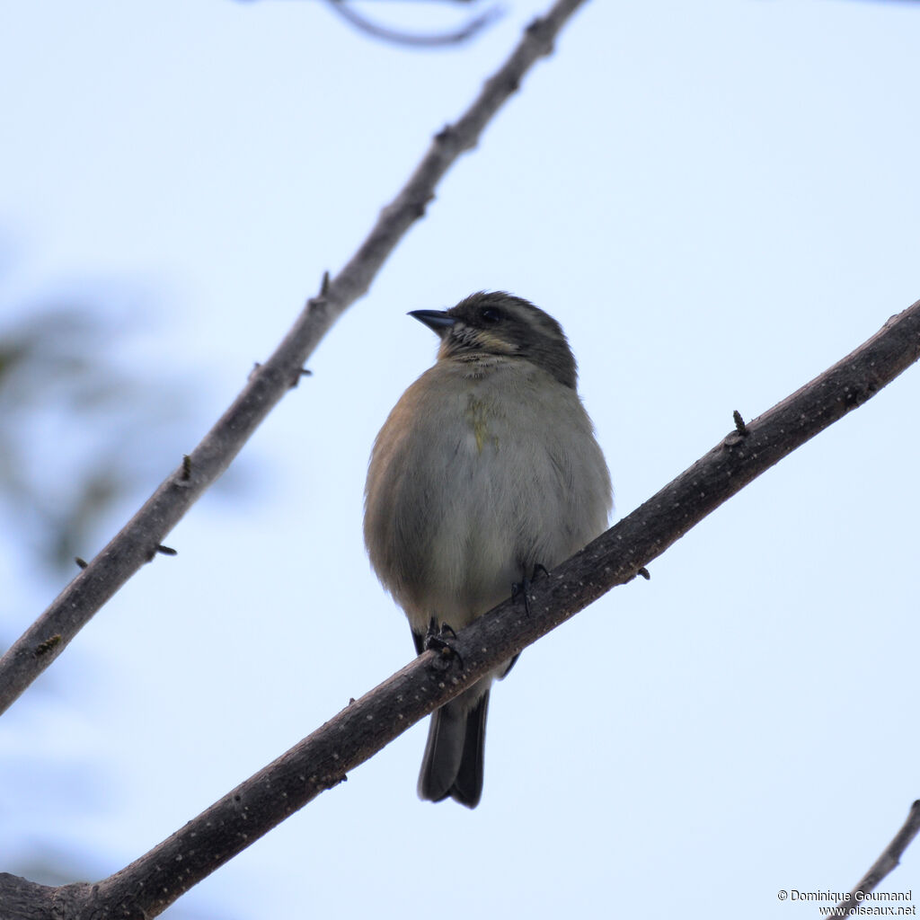 Zéna à tête rayée femelle, adulte, identification