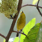 Zostérops jaune