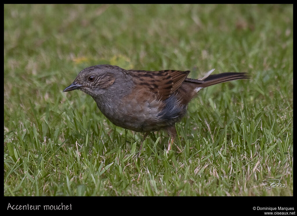 Accenteur mouchetadulte, identification