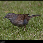 Dunnock