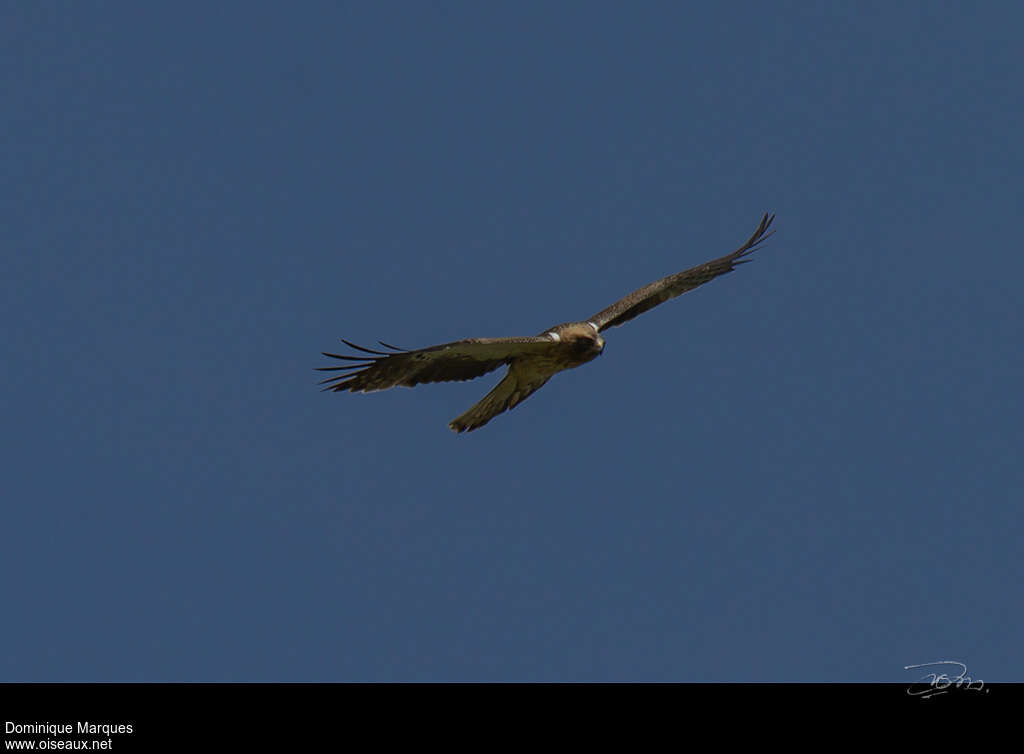 Aigle bottéadulte, identification, Vol