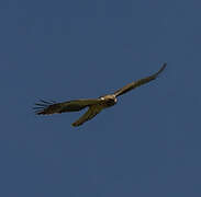 Booted Eagle