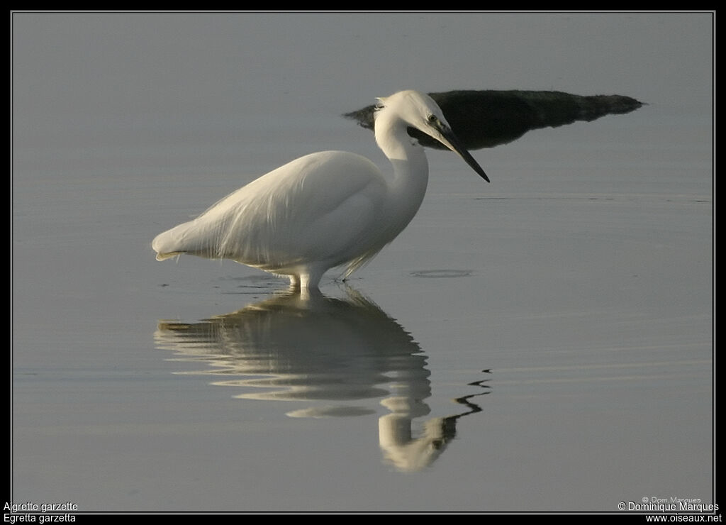 Aigrette garzetteadulte, identification