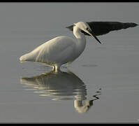 Little Egret