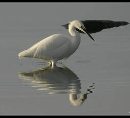 Aigrette garzette