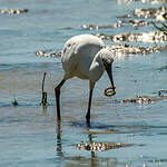 Aigrette garzette