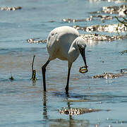 Little Egret