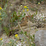 Greater Short-toed Lark