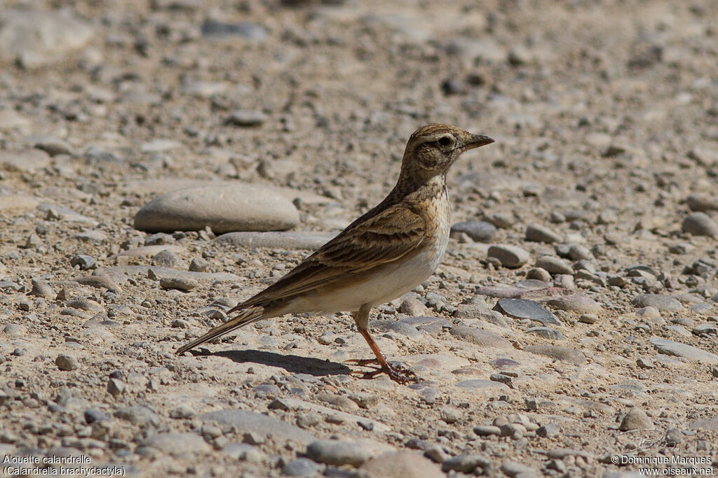 Greater Short-toed Larkadult, identification