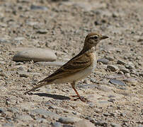 Greater Short-toed Lark