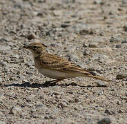 Greater Short-toed Lark