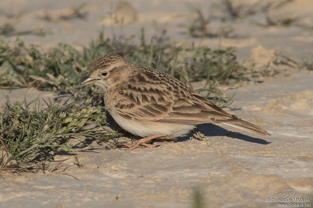 Greater Short-toed Lark