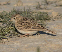 Greater Short-toed Lark