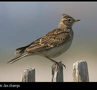 Eurasian Skylark