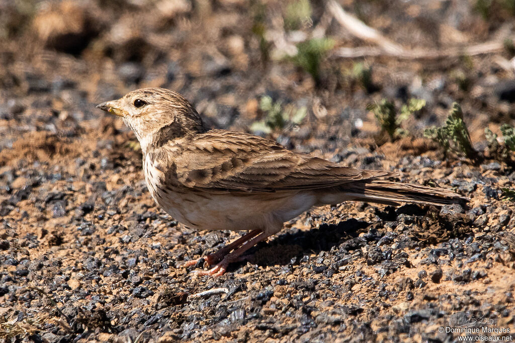 Mediterranean Short-toed Larkadult, identification