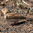 Alouette pispolette
