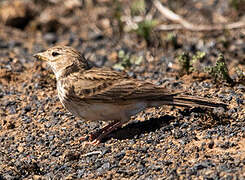 Mediterranean Short-toed Lark