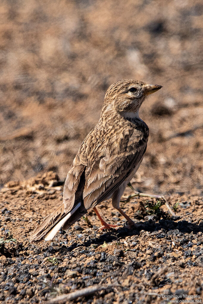 Mediterranean Short-toed Larkadult, identification