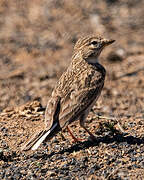 Lesser Short-toed Lark