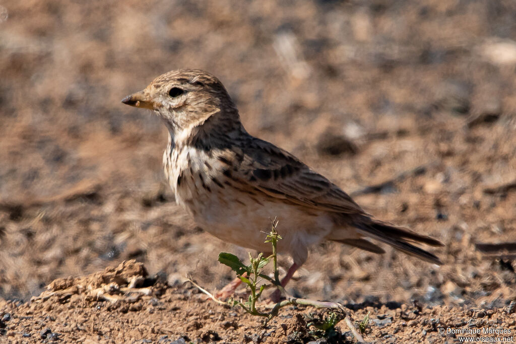 Lesser Short-toed Larkadult, identification