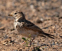 Lesser Short-toed Lark