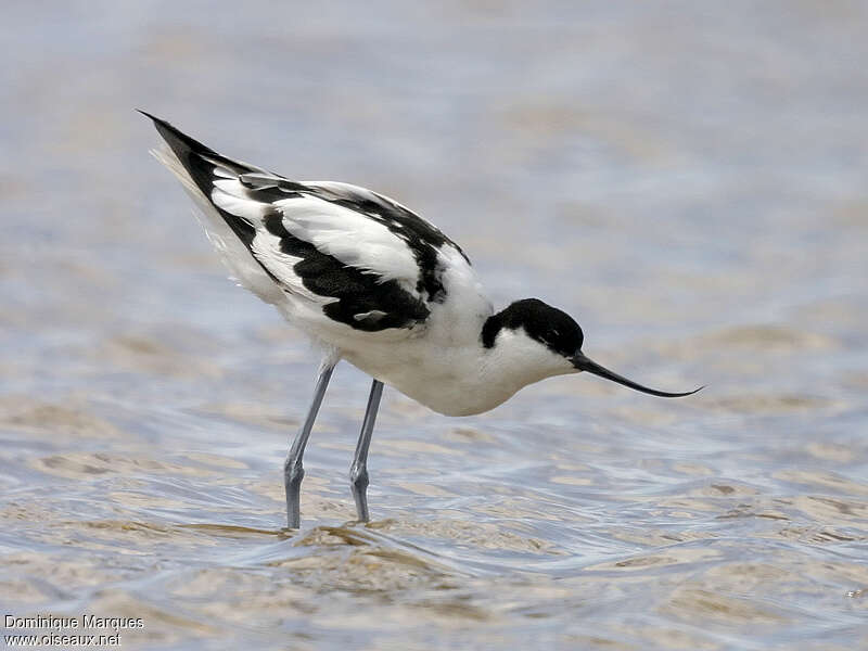 Pied Avocetadult, identification