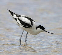 Avocette élégante