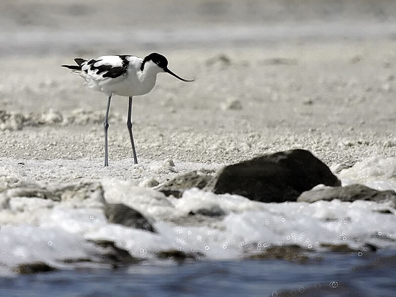 Avocette éléganteadulte