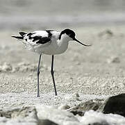 Avocette élégante