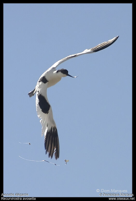 Avocette éléganteadulte, Comportement